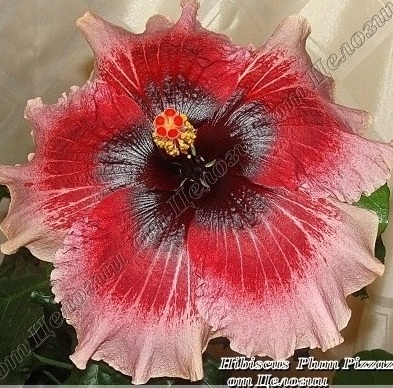  Plum Pizzazz Hibiscus 