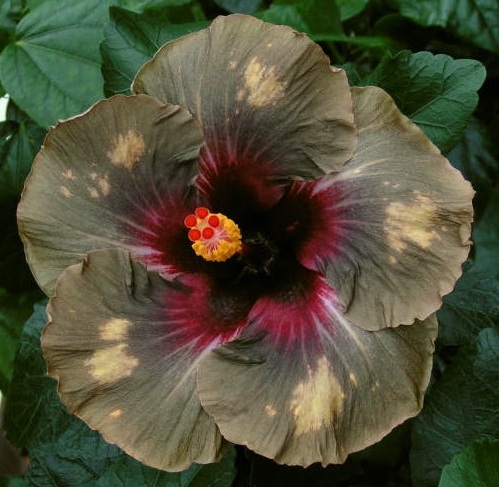  Dark Continent Hibiscus 