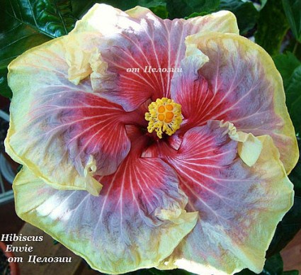  Envie Hibiscus 