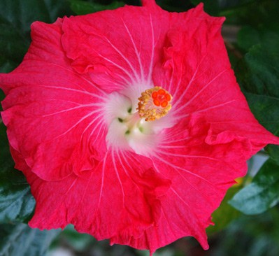  Star Bright Hibiscus 