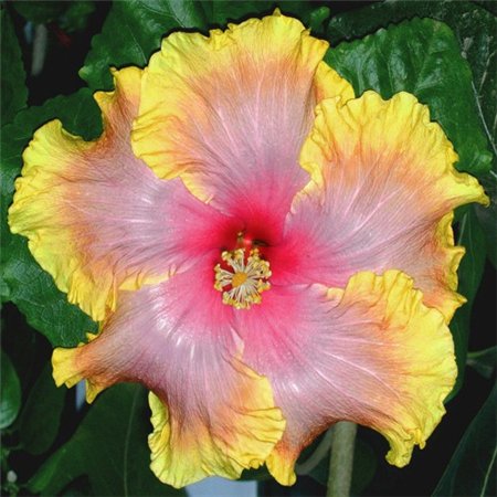  Sleeping Beauty Hibiscus 