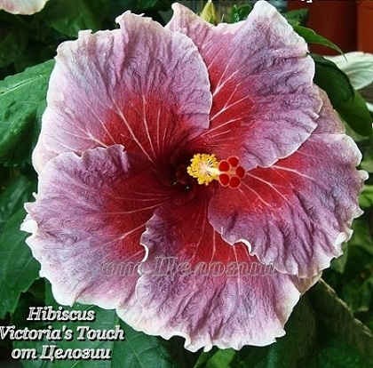  Victoria's Touch Hibiscus 