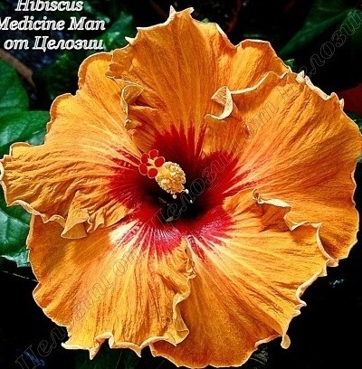  Medicine Man Hibiscus 