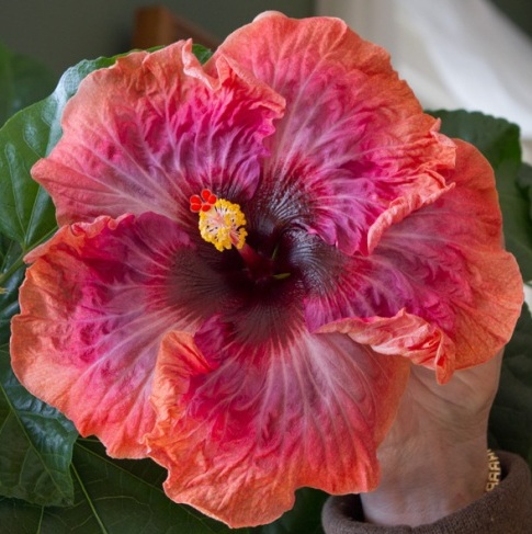  Moonstruck Hibiscus 