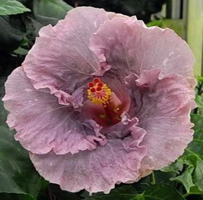  Mountain Air Hibiscus 