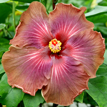  Arabian Princess Hibiscus 