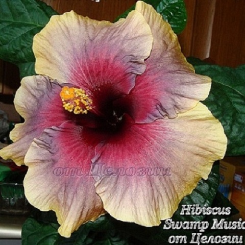  Swamp Music Hibiscus 