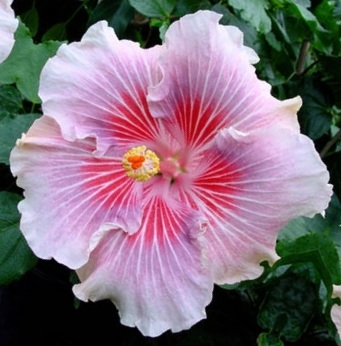  Eye of the Storm Hibiscus 