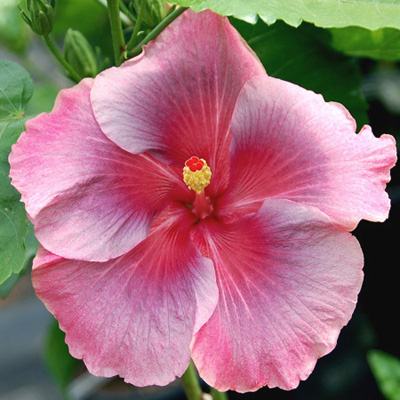  Joy  Hibiscus 