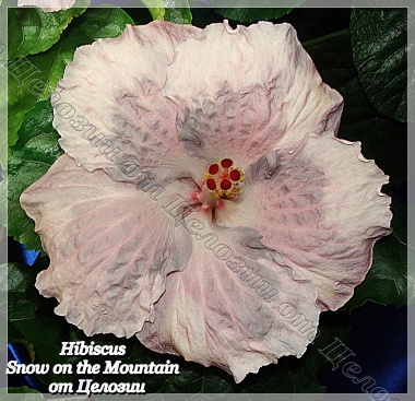  Snow on the Mountain Hibiscus 