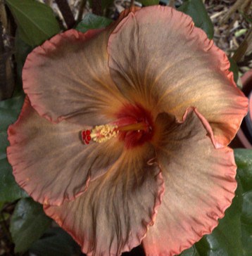  Cinnamon Splendor Hibiscus 