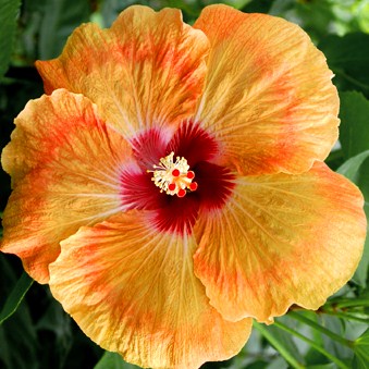  Marmalade Sky Hibiscus 