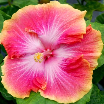  True Love Hibiscus 