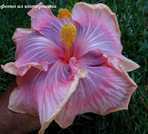  Tahitian Lavender Pastel Hibiscus 