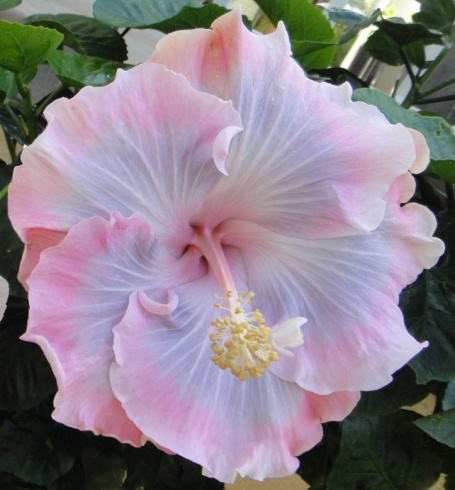  Tahitian Princess Hibiscus 