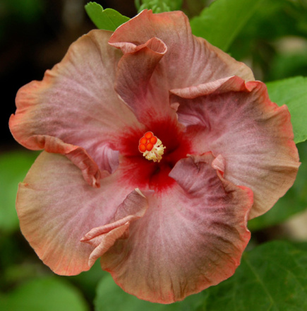  Phantom  Hibiscus 