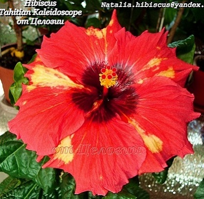  Tahitian Kaleidoscope Hibiscus 