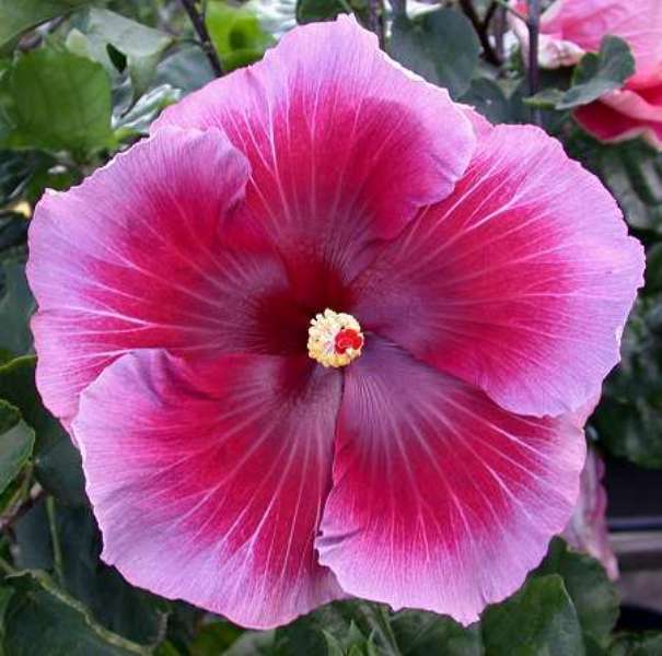  Tahitian Purple Queen Hibiscus 