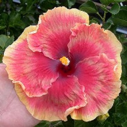  Tahitian Rainbow Sands Hibiscus 