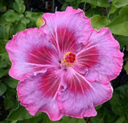  Tahitian Raspberry Star Hibiscus 