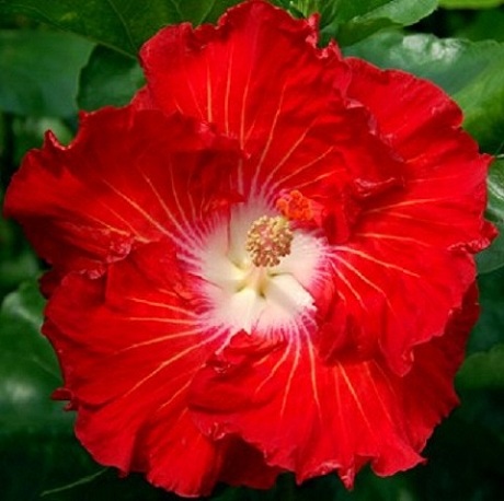  Electric Red Hibiscus 