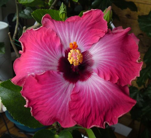  Rum Runner Hibiscus 