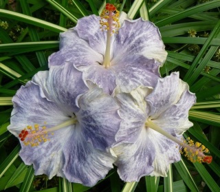  Moorea Aremoana Hibiscus 