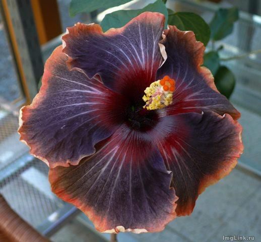  Black Rainbow Hibiscus 