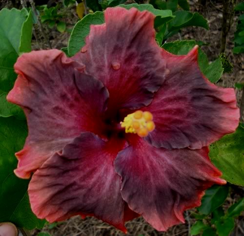  Moorea Tevahine Tunnui Hibiscus 