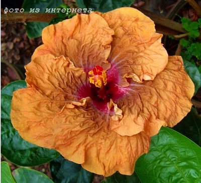  Tirey  Hibiscus 