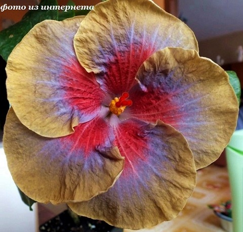  Infinity Hibiscus 