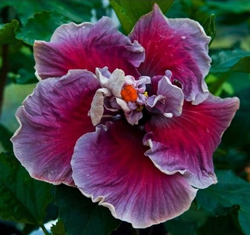  Tahitian Traceveromont Hibiscus 
