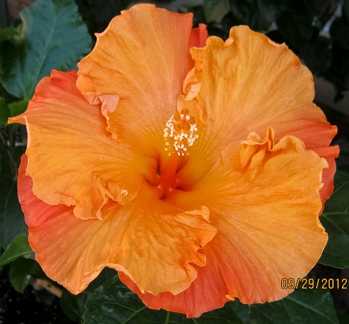  Cosmic Gold Hibiscus 