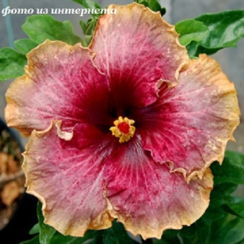  Space Mystery Hibiscus 
