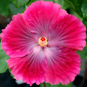  Ruby Tuesday Hibiscus 