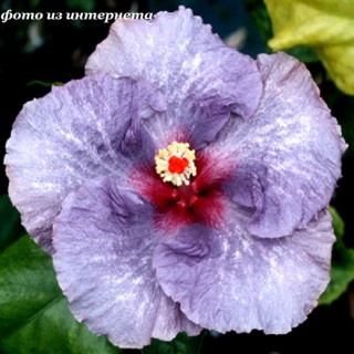  Snowy Sky Hibiscus 