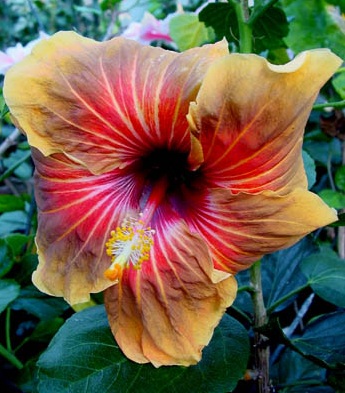  Tahitian Tiger Hibiscus 