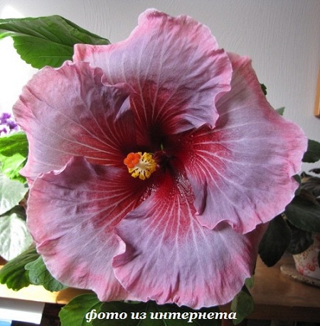  Torch Song Hibiscus 
