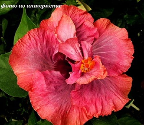  Allure Hibiscus 