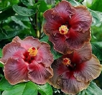  Adagio Hibiscus 