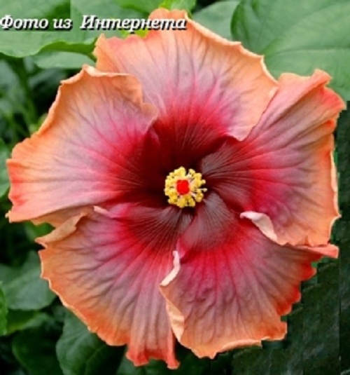  Hollywood Starlett  Hibiscus 