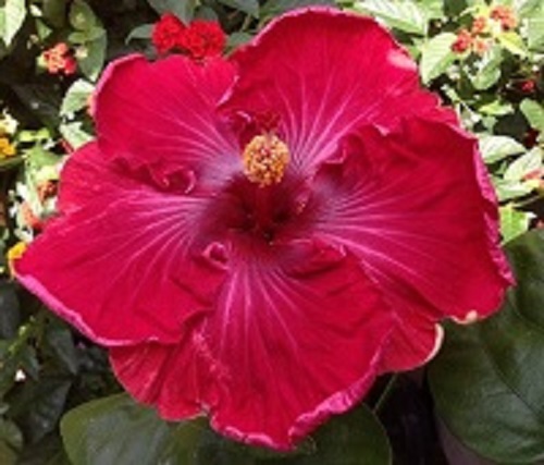  Scarlet Dragon  Hibiscus 