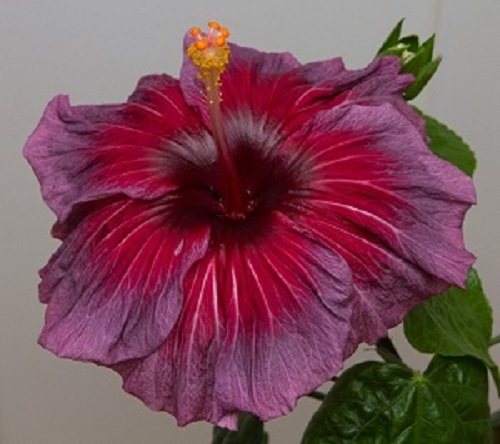  Vin Electrique  Hibiscus 