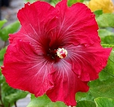  Dragon Slayer  Hibiscus 