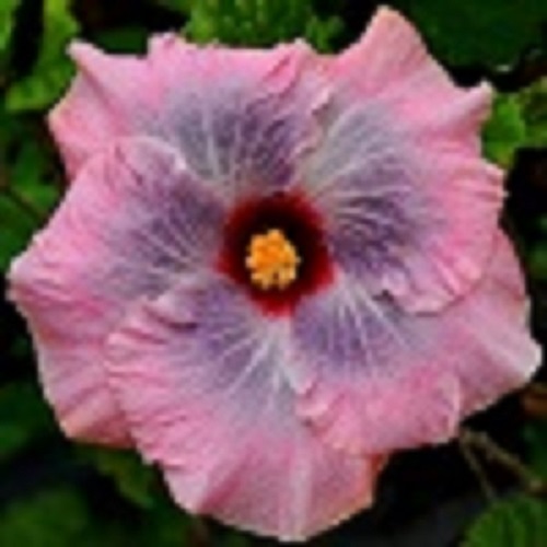  Rose Quartz  Hibiscus 