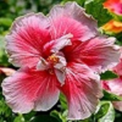  Purple Hat Society  Hibiscus 