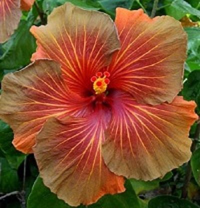  Tahitian Brown Firebird   Hibiscus 