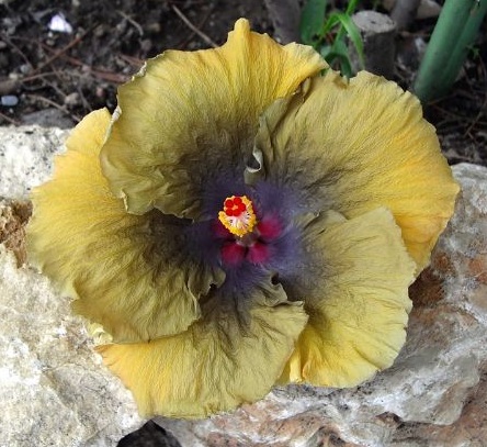  Moorea Silver Storm Hibiscus 