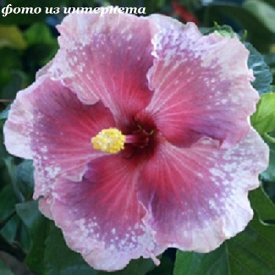  Renaissance Blue Hibiscus 