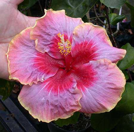  Tahitian Magenta Hibiscus 